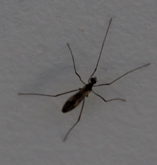 Erioptera peringueyi