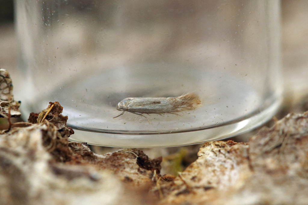 cottongrass sedge-miner