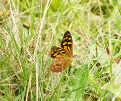 Heteronympha paradelpha