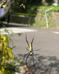 Nephila vitiana