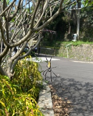 Nephila vitiana