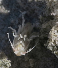 Bellorchestia