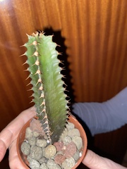 Magnoliopsida