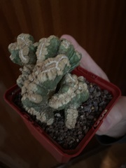 Angiospermae
