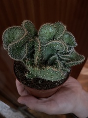 Angiospermae