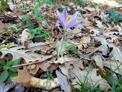 Crocus etruscus