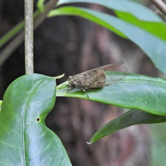 Chlorocysta suffusa