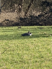 Branta canadensis