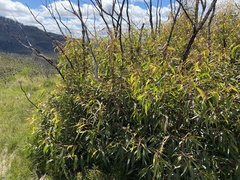 Eucalyptus stricta