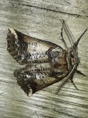 Declana junctilinea