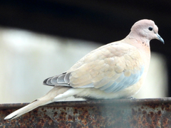 Streptopelia senegalensis