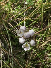 Gentianella bellidifolia