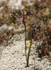 Thelymitra formosa