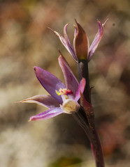 Thelymitra formosa