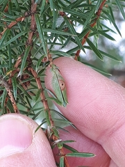 Oligotrophus juniperinus