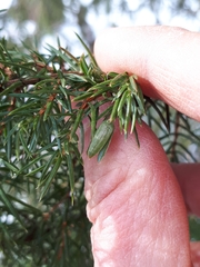 Oligotrophus juniperinus