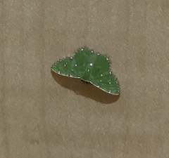 Argyrocosma inductaria