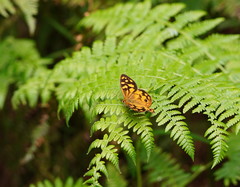 Heteronympha paradelpha