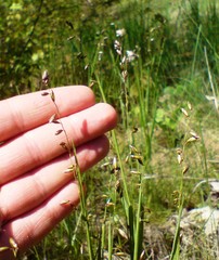 Melica picta