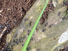 Formicidae
