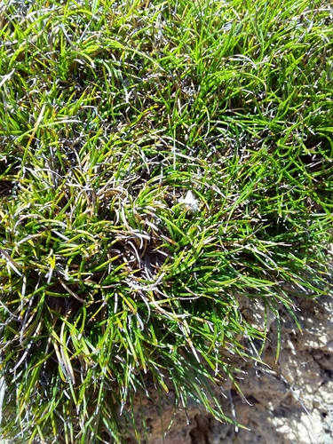 Image of Schoenus breviculmis by no rights reserved