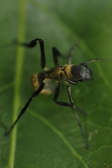 Myrmecotypus iguazu