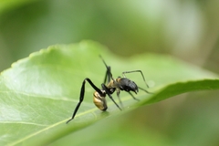 Myrmecotypus iguazu