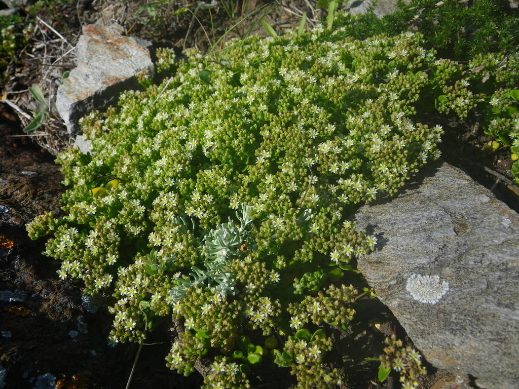 Purslane-leaved Allseed