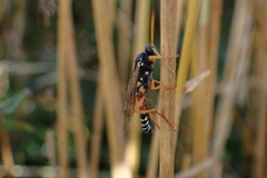 Eutanyacra licitatoria