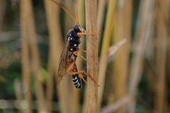 Eutanyacra licitatoria