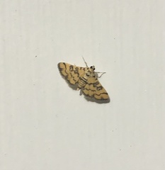 Glycythyma chrysorycta