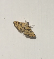 Glycythyma chrysorycta
