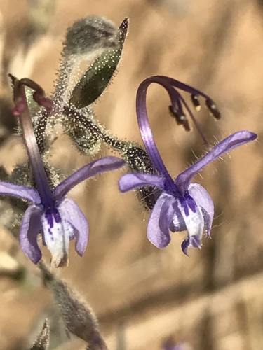 iNaturalist observation photo of Vinegar Weed