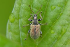 Phyllobius betulinus