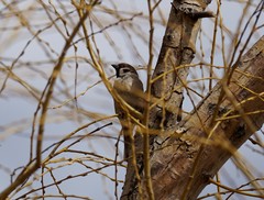 Passer montanus