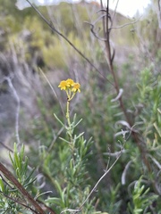 Senecio linearifolius linearifolius
