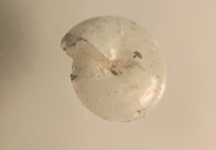 Vitrea crystallina image