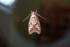 Lophopepla igniferella