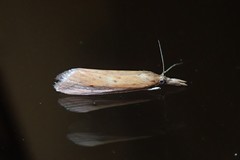 Schoenobiinae