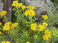 Helichrysum trilineatum