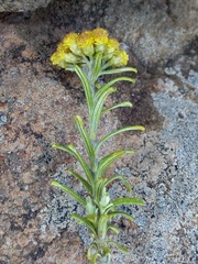 Helichrysum trilineatum