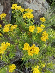 Helichrysum trilineatum