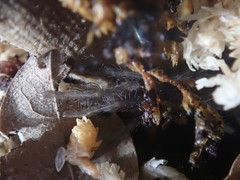 Selenocosmia