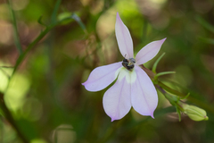 Lithotoma anethifolia
