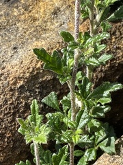 Xanthosia stellata