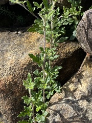 Xanthosia stellata
