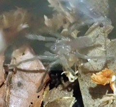 Selenocosmia