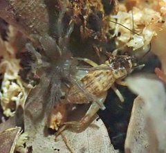 Selenocosmia