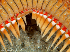 Astropecten aranciacus