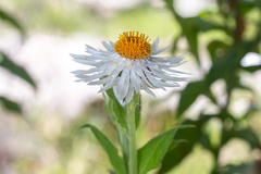 Coronidium boormanii